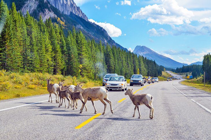 8 Best Campgrounds in Canmore, Alberta