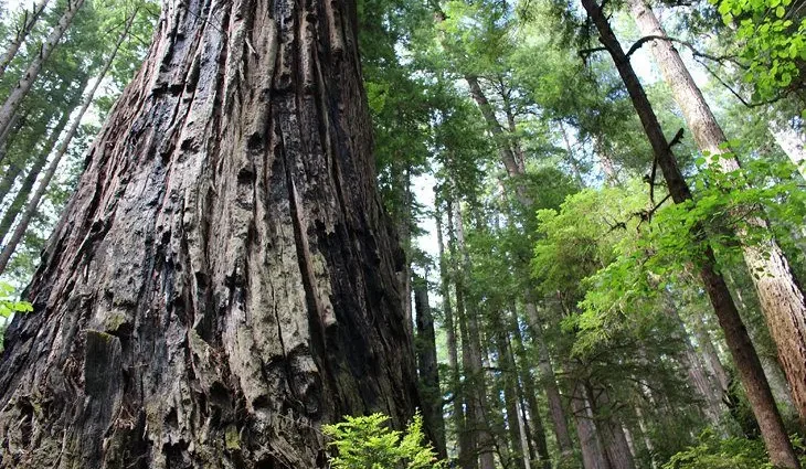 8 Best Campgrounds in Redwood National and State Parks, CA