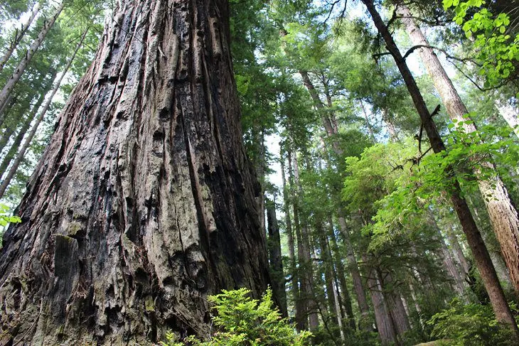 8 Best Campgrounds in Redwood National and State Parks, CA