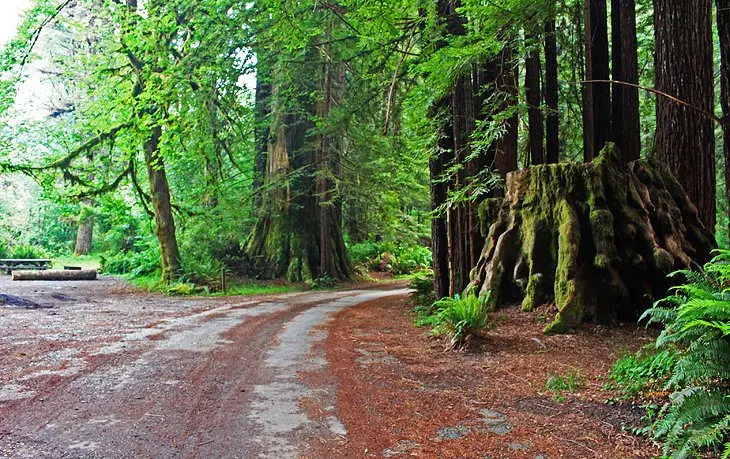 8 Best Campgrounds in Redwood National and State Parks, CA