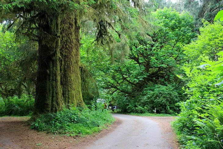 8 Best Campgrounds in Redwood National and State Parks, CA