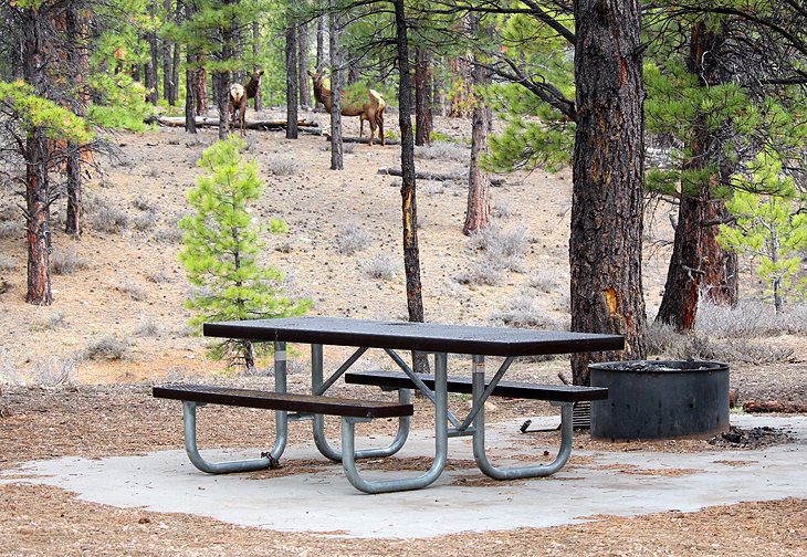 8 Best Campgrounds near Bryce Canyon National Park