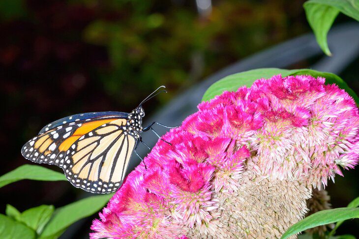 8 Top Attractions & Things to Do on Mackinac Island, MI