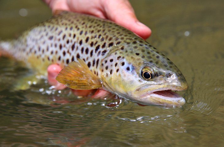 8 Top-Rated Oklahoma Trout Fishing Lakes and Rivers