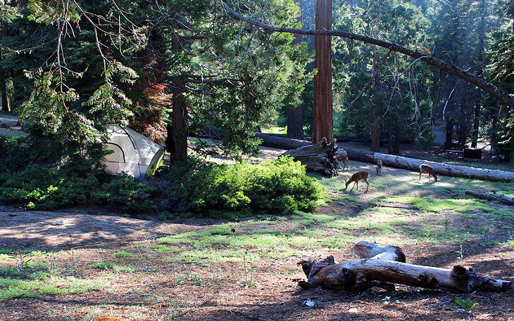 9 Best Campgrounds at Kings Canyon National Park, CA