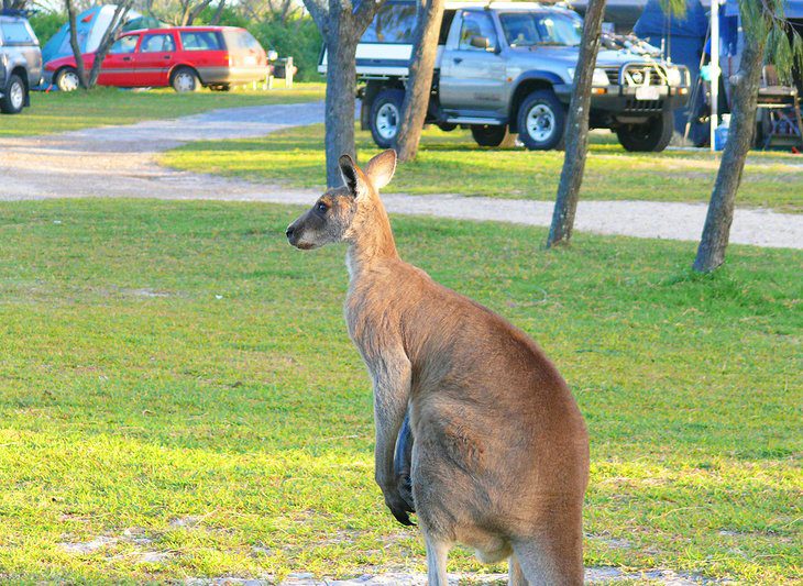 9 Best Campgrounds & Caravan Parks in Noosa