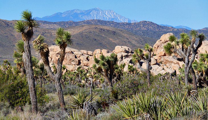 9 Best Campgrounds in Joshua Tree National Park & Camping Details