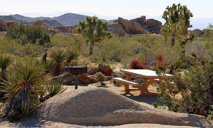 9 Best Campgrounds in Joshua Tree National Park & Camping Details