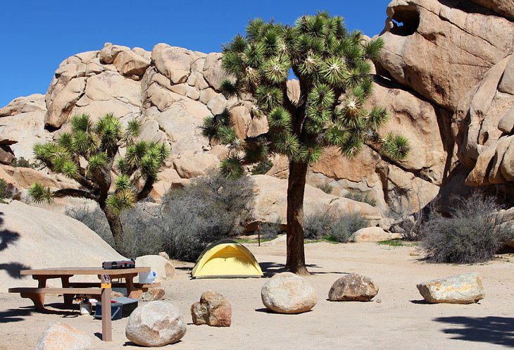 9 Best Campgrounds in Joshua Tree National Park & Camping Details