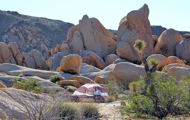 9 Best Campgrounds in Joshua Tree National Park & Camping Details