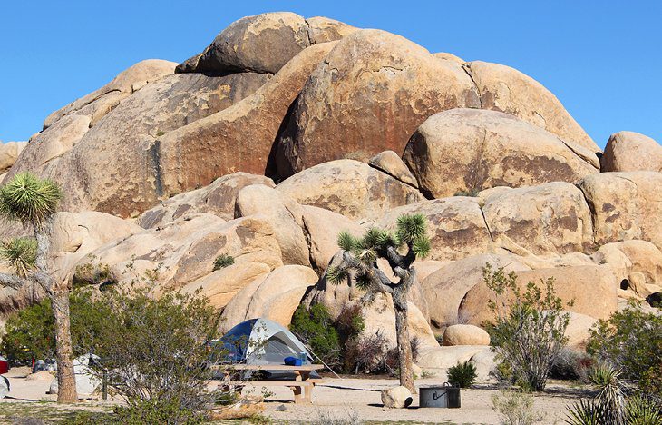 9 Best Campgrounds in Joshua Tree National Park & Camping Details