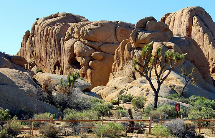 9 Best Campgrounds in Joshua Tree National Park & Camping Details