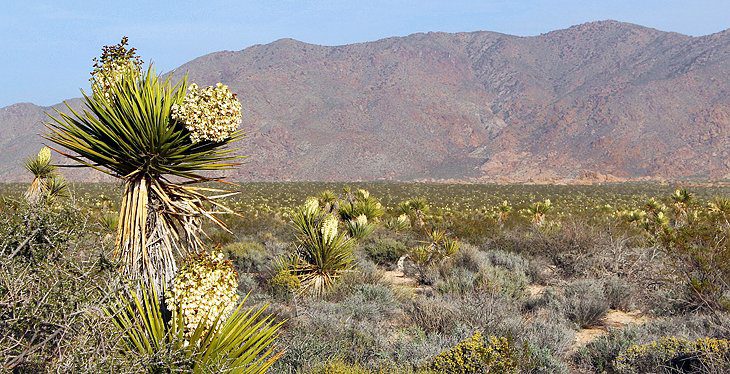 9 Best Campgrounds in Joshua Tree National Park & Camping Details