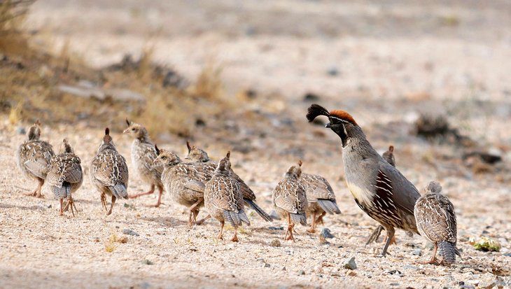 9 Best Campgrounds in Joshua Tree National Park & Camping Details