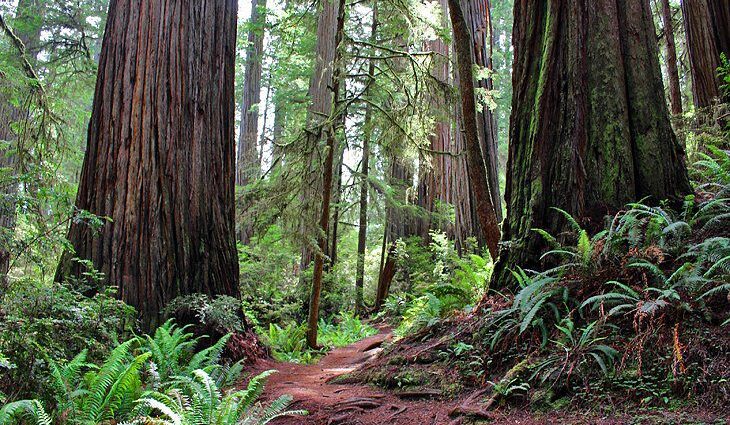 9 Best Hikes in Redwood National and State Parks, CA