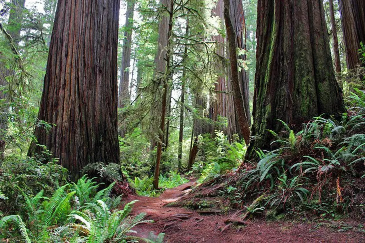 9 Best Hikes in Redwood National and State Parks, CA