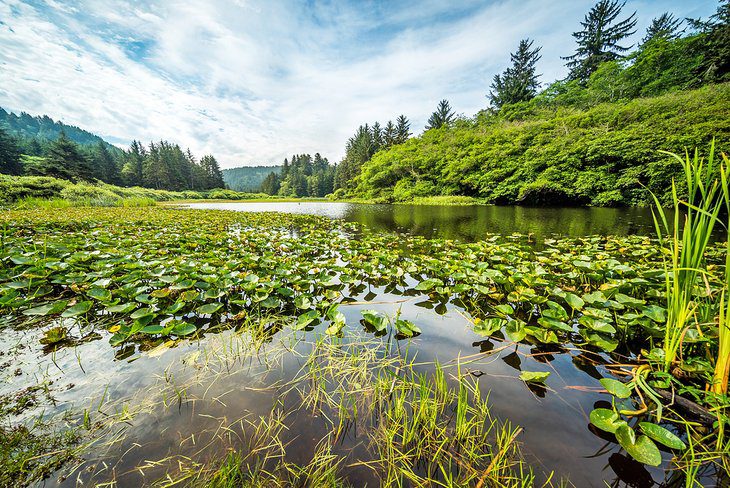 9 Best Hikes in Redwood National and State Parks, CA