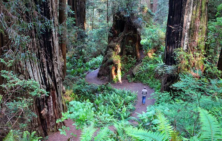 9 Best Hikes in Redwood National and State Parks, CA