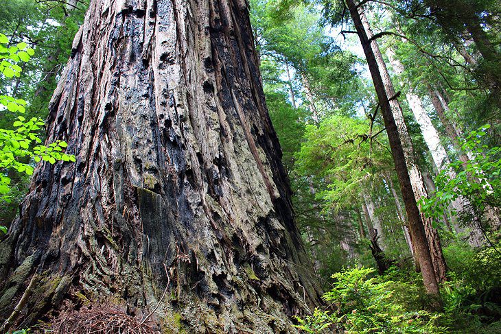 9 Best Hikes in Redwood National and State Parks, CA