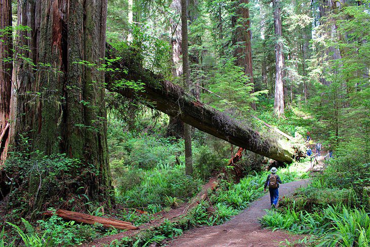 9 Best Hikes in Redwood National and State Parks, CA