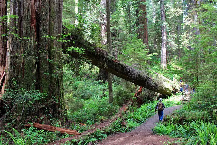 9 Best Hikes in Redwood National and State Parks, CA