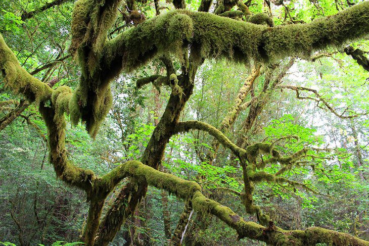 9 Best Hikes in Redwood National and State Parks, CA