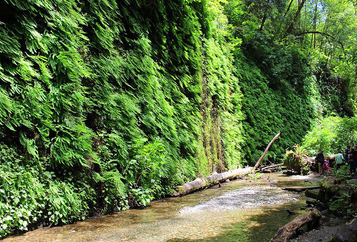 9 Best Hikes in Redwood National and State Parks, CA