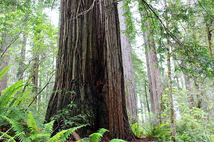 9 Best Hikes in Redwood National and State Parks, CA