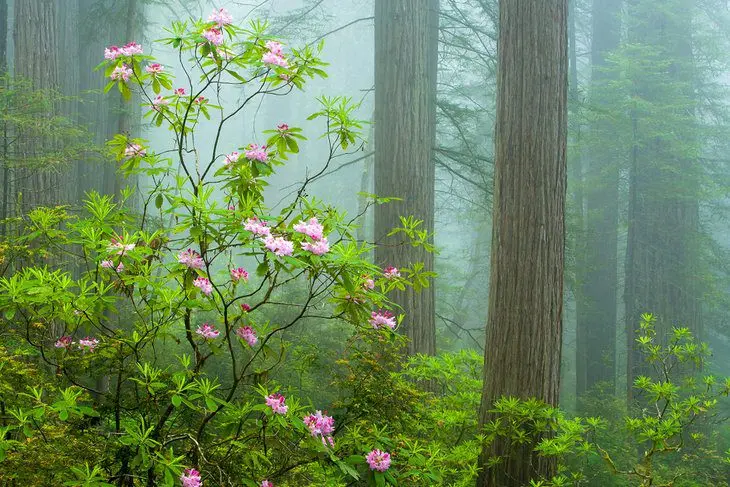 9 Best Hikes in Redwood National and State Parks, CA