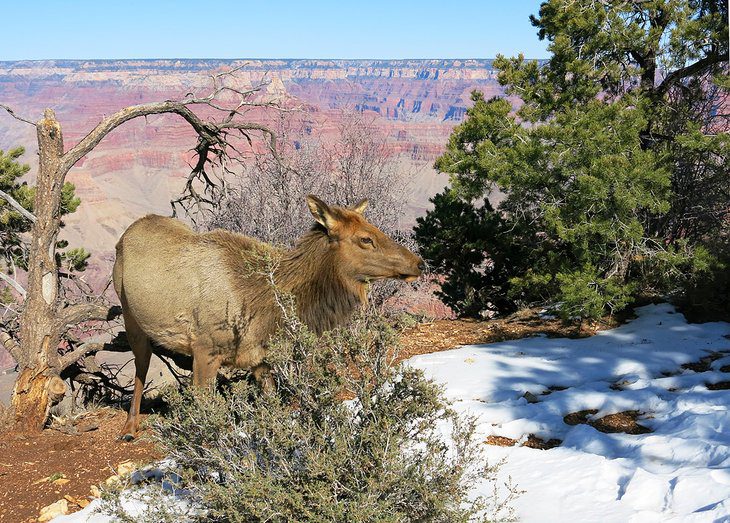 9 Best Places to See Snow in Arizona