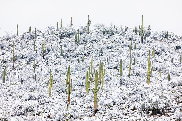 9 Best Places to See Snow in Arizona