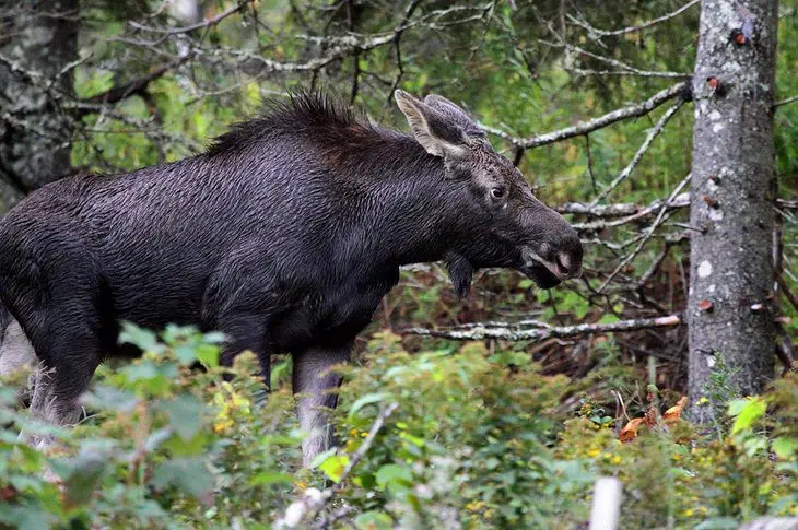 9 Top-Rated Tourist Attractions on Cape Breton Island