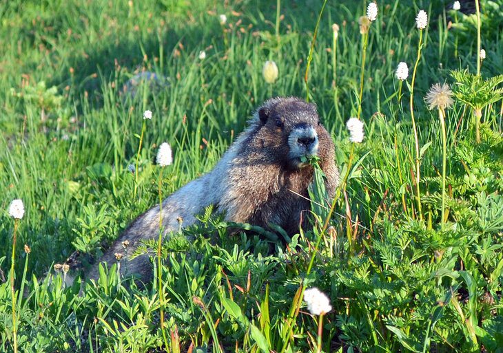 A Visitors Guide to Paradise at Mount Rainier National Park