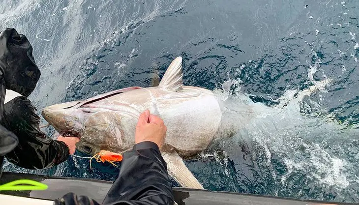 Atlantic Bluefin Tuna & Coastal Fishing in Ireland