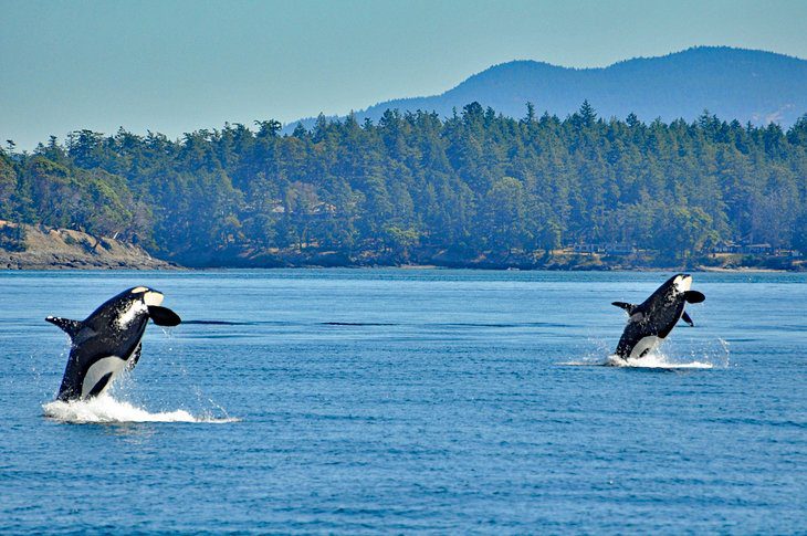 Best Time to Visit Seattle, WA