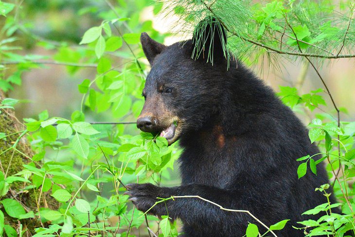 Best Time to Visit the Great Smoky Mountains