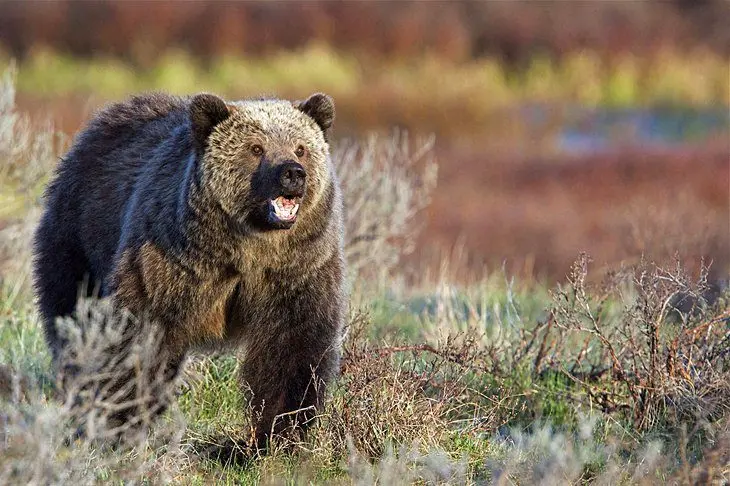 Best Time to Visit Yellowstone National Park