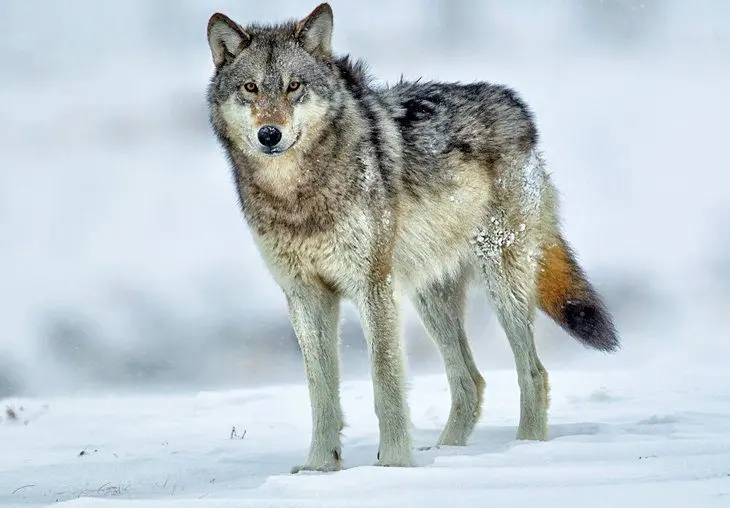 Best Time to Visit Yellowstone National Park