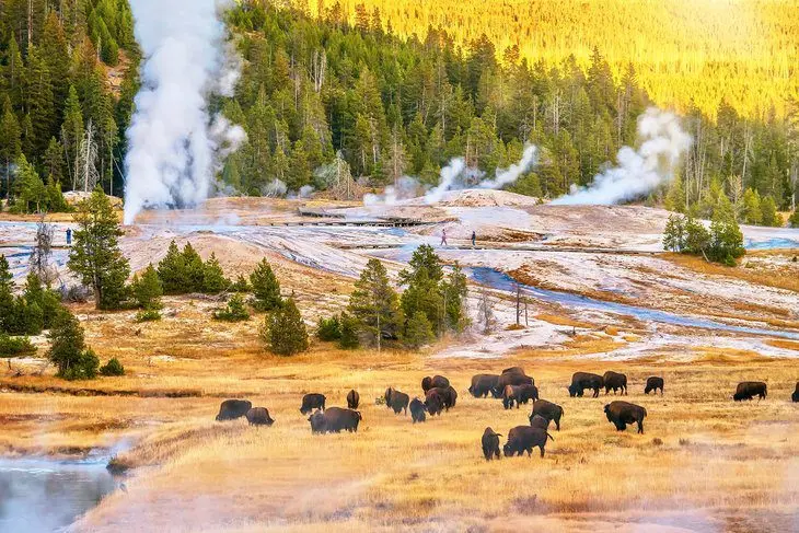 Best Time to Visit Yellowstone National Park