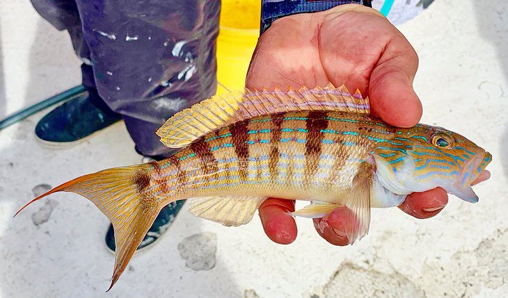 Deep Sea Fishing in Panama City Beach: 7 Things to Know