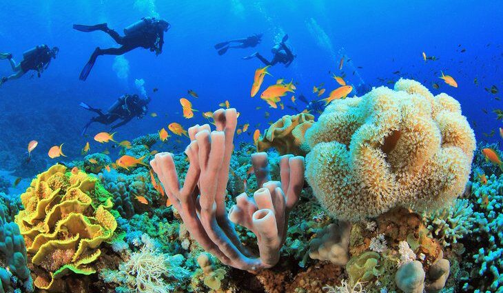 Diving in the Red Sea: 10 Best Dive Sites