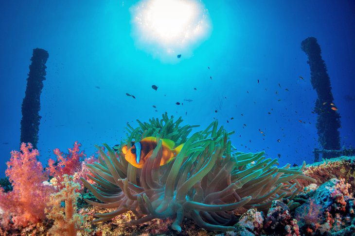 Diving in the Red Sea: 10 Best Dive Sites