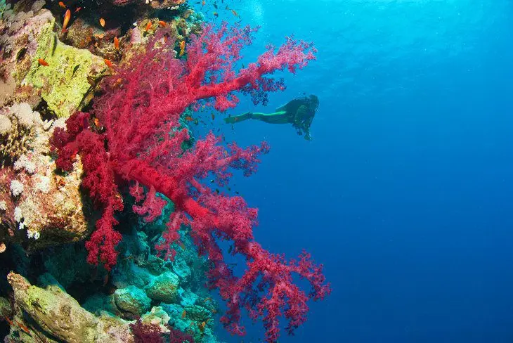 Diving in the Red Sea: 10 Best Dive Sites