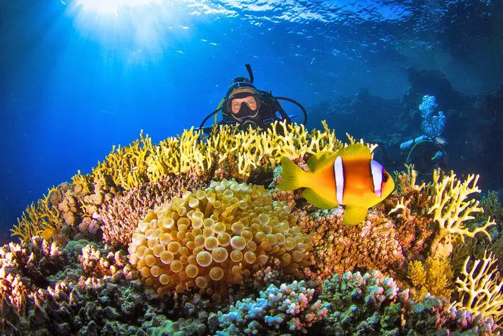 Diving in the Red Sea: 10 Best Dive Sites