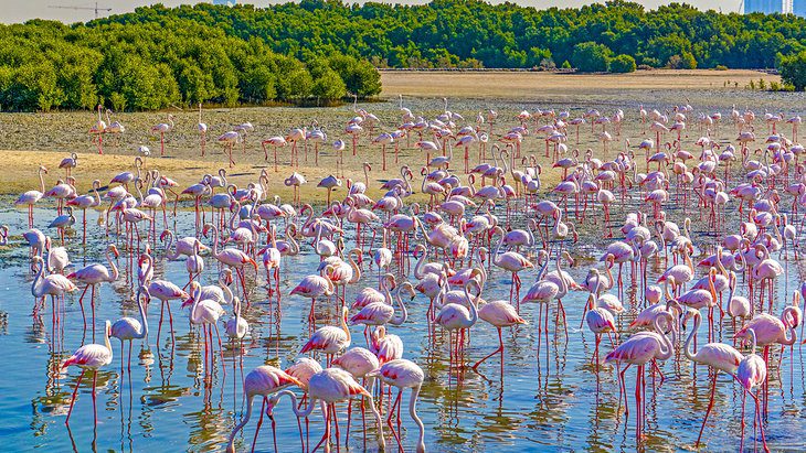 Dubai in Pictures: 20 Beautiful Places to Photograph