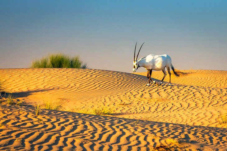 Dubai in Pictures: 20 Beautiful Places to Photograph