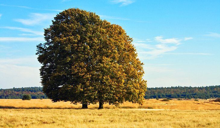 Exploring Hoge Veluwe National Park: A Visitor&#8217;s Guide