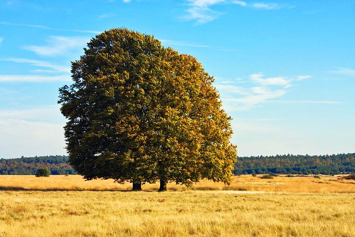 Exploring Hoge Veluwe National Park: A Visitors Guide