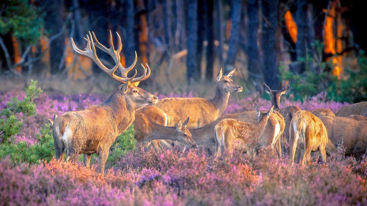 Exploring Hoge Veluwe National Park: A Visitors Guide