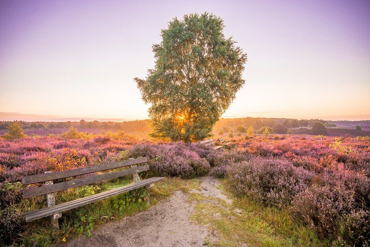 Exploring Hoge Veluwe National Park: A Visitors Guide